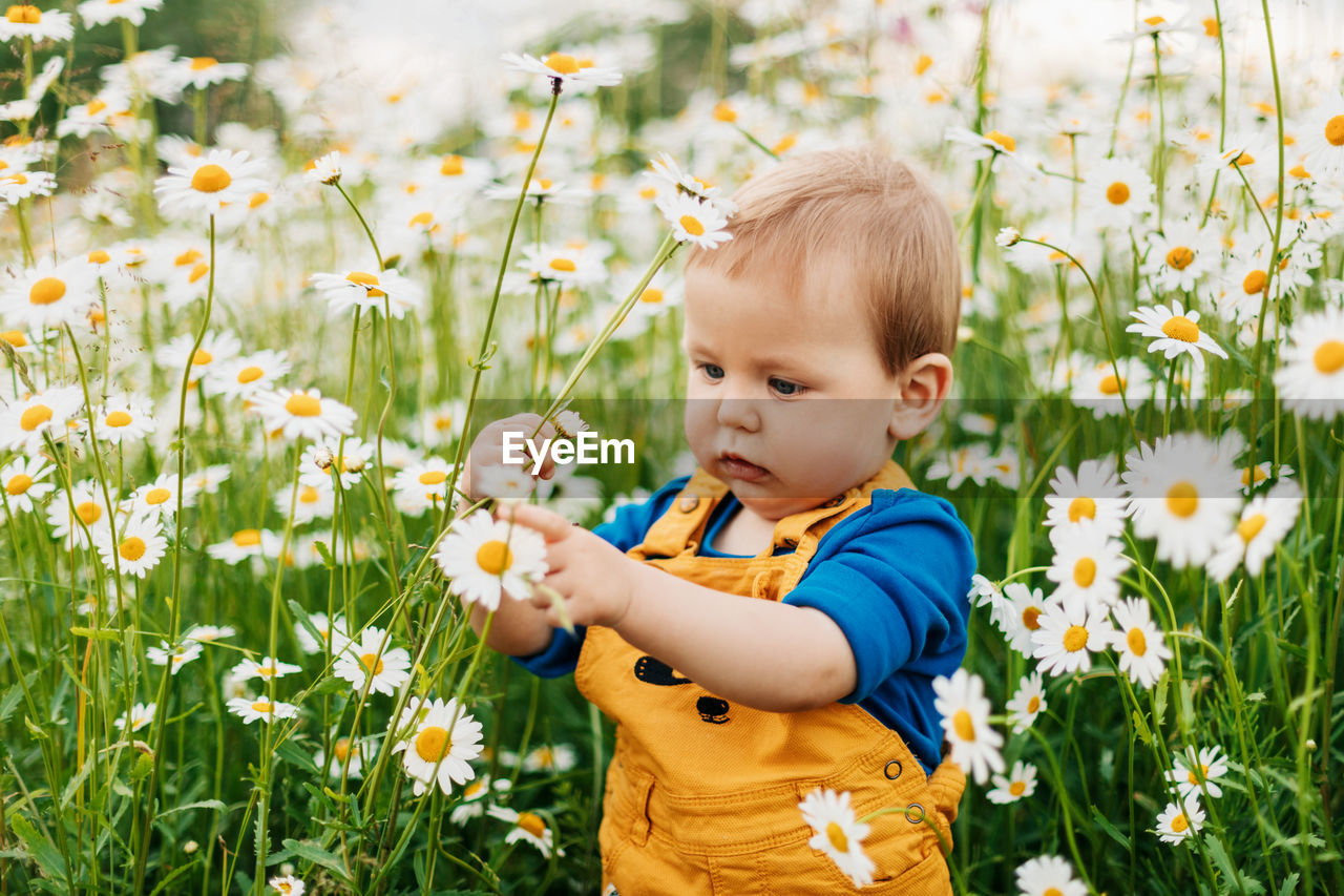 A charming boy stands in a flowery meadow with chamomile flowers