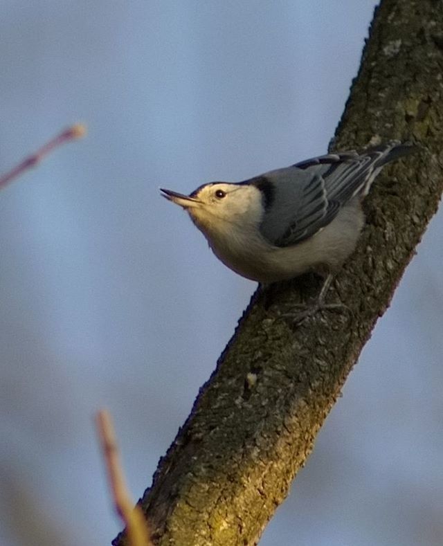 LOW ANGLE VIEW OF BIRDS PERCHING ON TREE