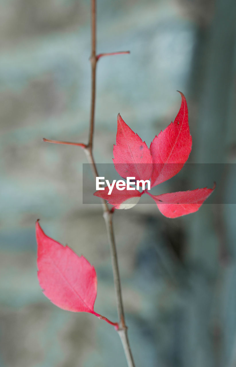 CLOSE-UP OF RED MAPLE LEAVES