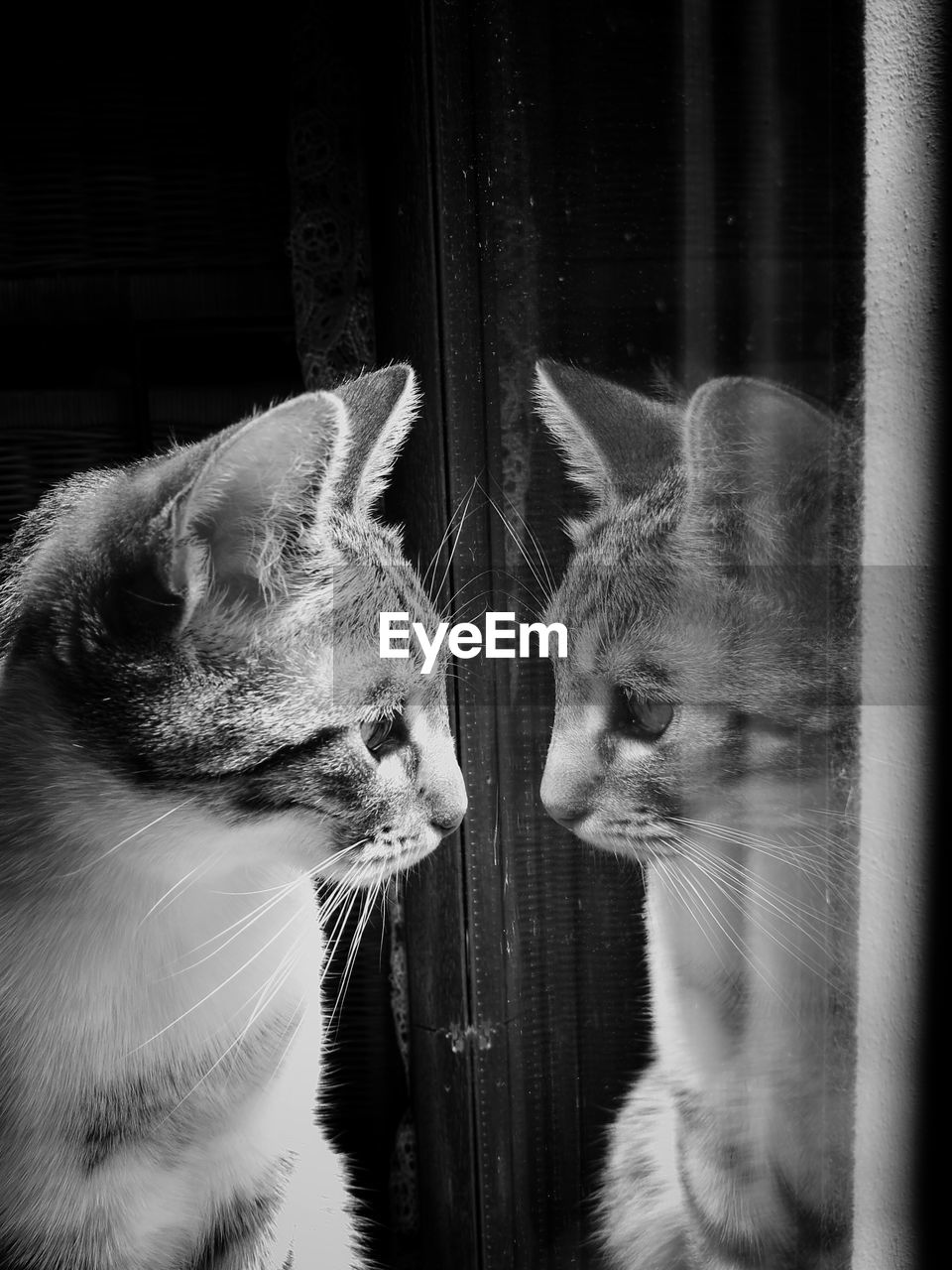 Cat with reflection looking through window