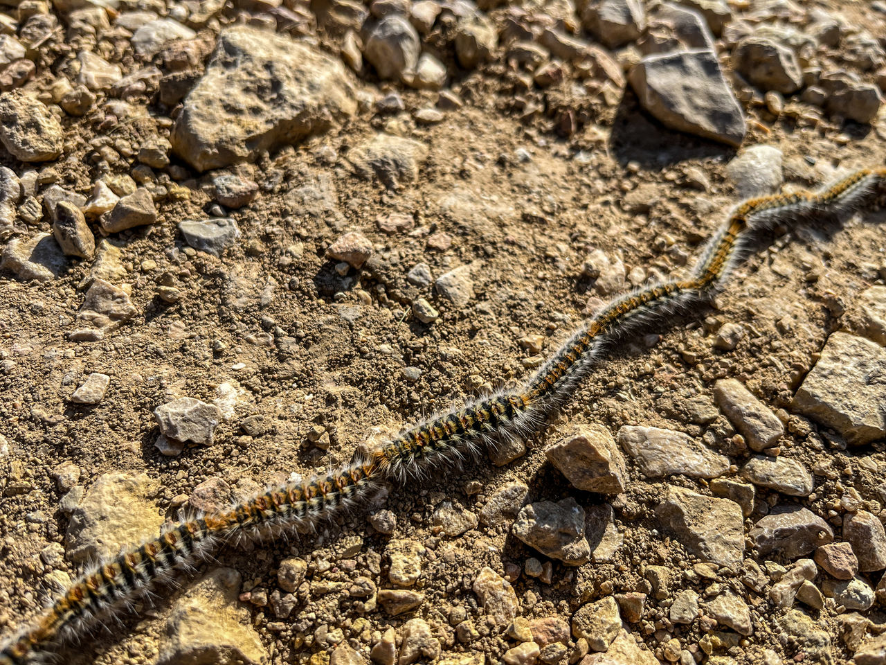 soil, reptile, animal, animal themes, nature, wildlife, no people, animal wildlife, land, day, high angle view, sunlight, one animal, outdoors, lizard, close-up, wall lizard, dirt, field, rock, full frame, viper