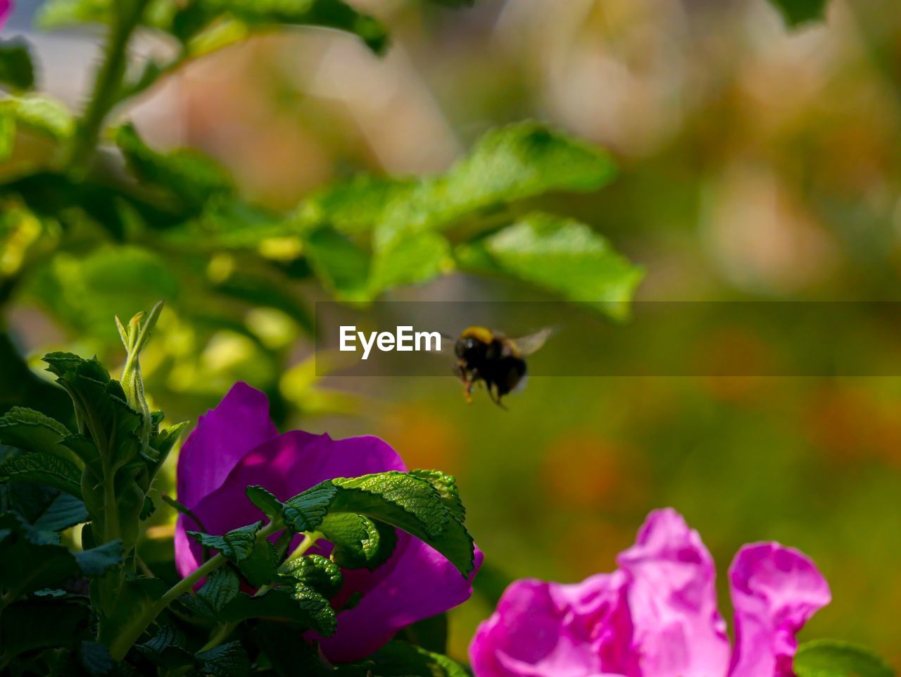 CLOSE-UP OF BEE POLLINATING ON PURPLE FLOWERING PLANT