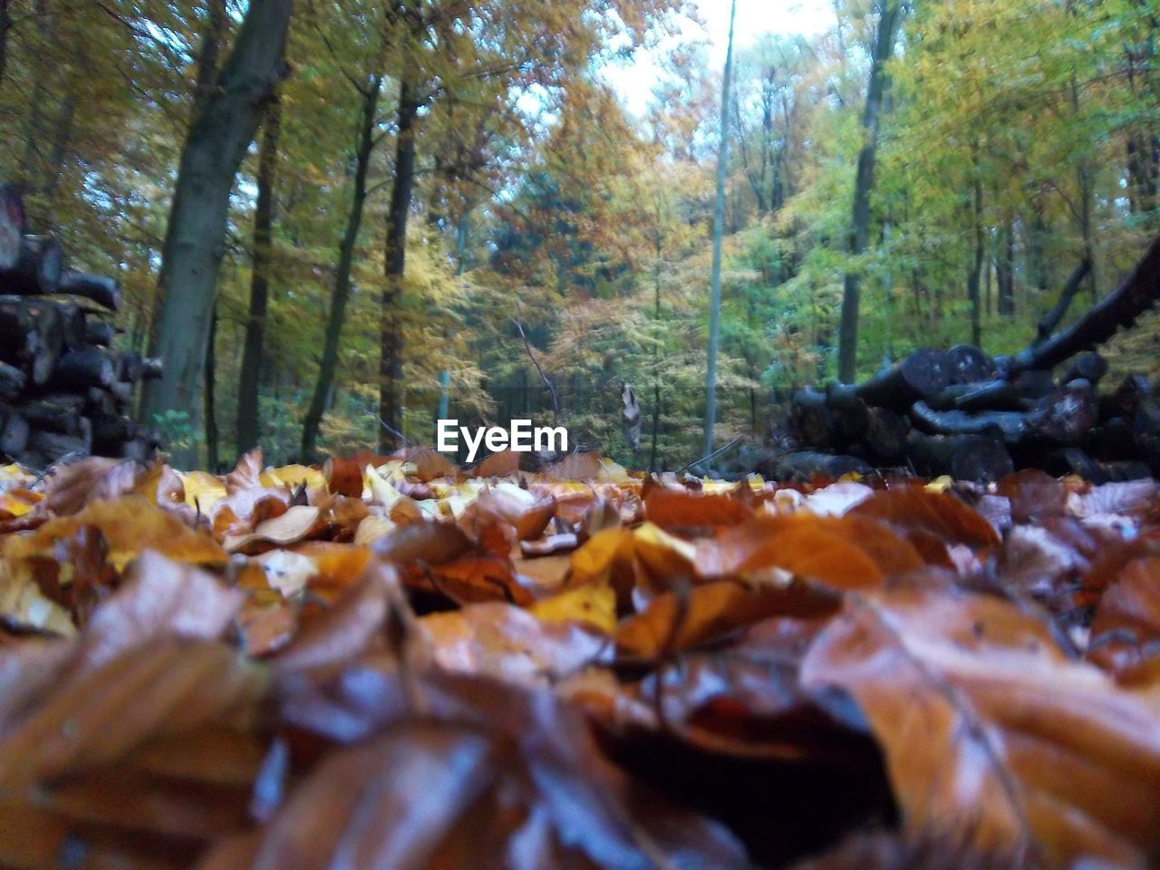 AUTUMN LEAVES ON TREES IN FOREST