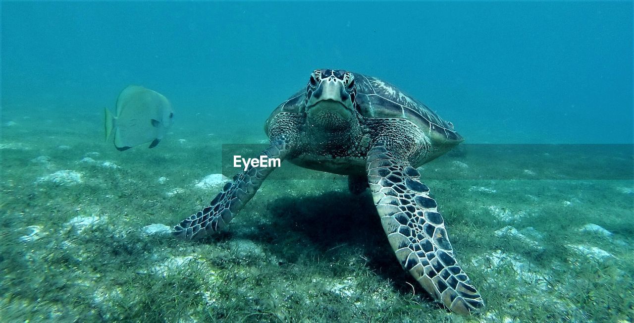 TURTLE SWIMMING IN SEA AGAINST UNDERWATER