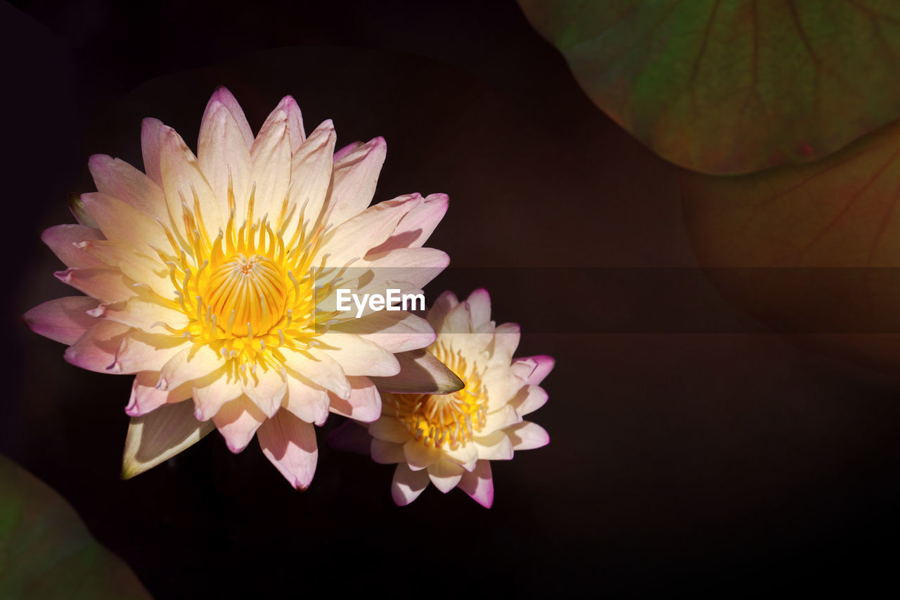 CLOSE-UP OF FLOWERS BLOOMING AGAINST BLACK BACKGROUND