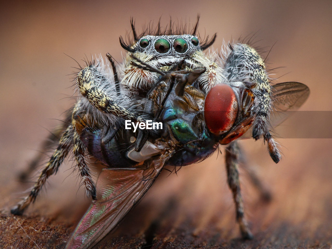 Close-up of spider