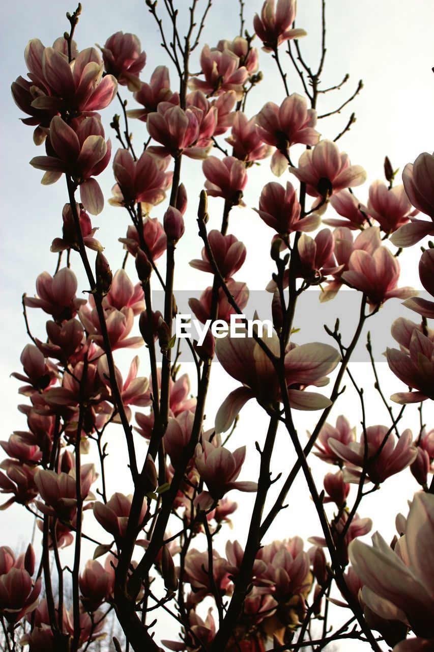 LOW ANGLE VIEW OF MAGNOLIA BLOSSOMS