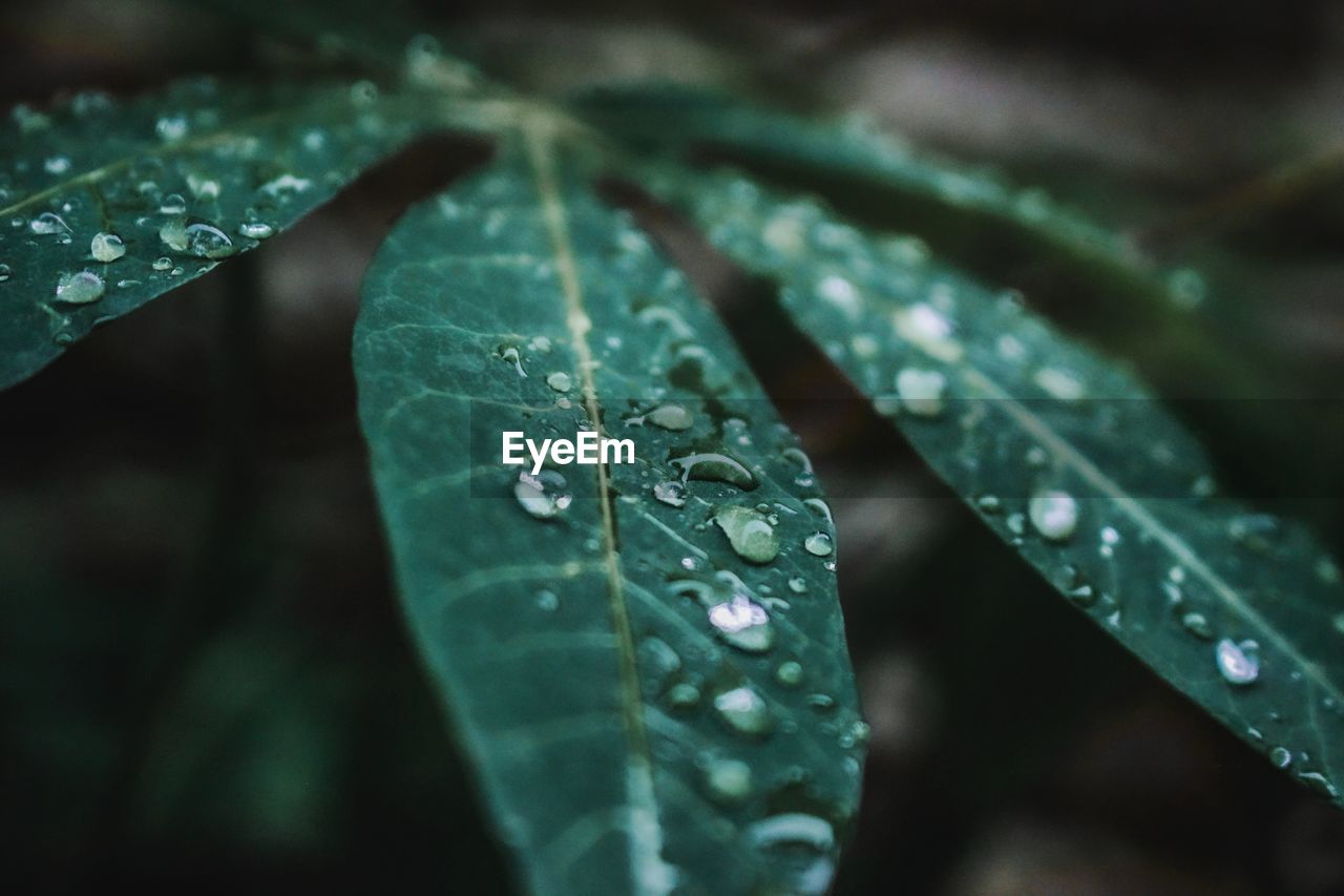 Close-up of raindrops on leaves