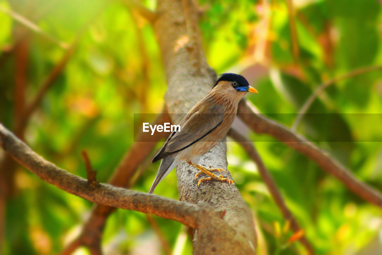 CLOSE-UP OF A BIRD PERCHING ON BRANCH