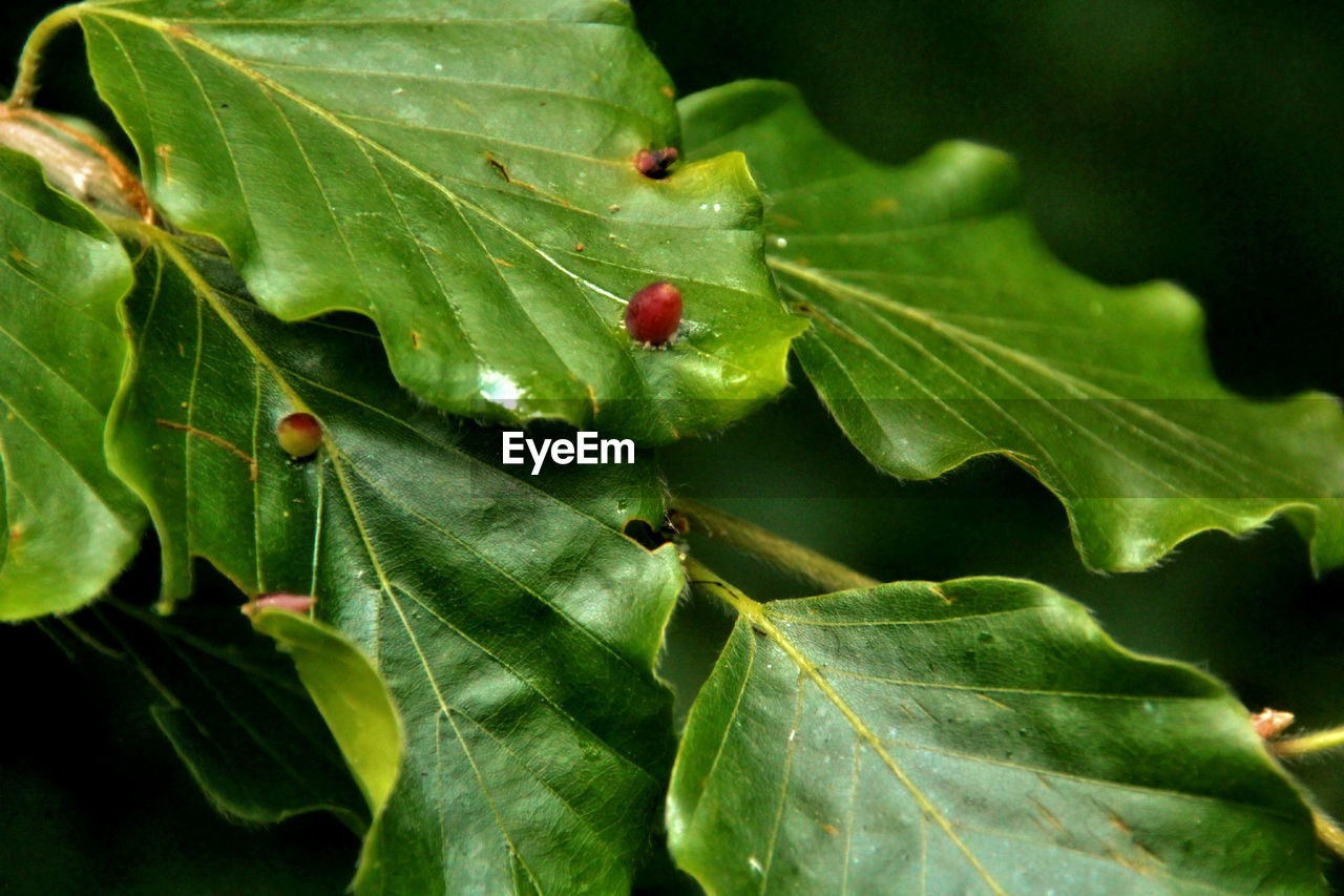 CLOSE-UP OF GREEN PLANT