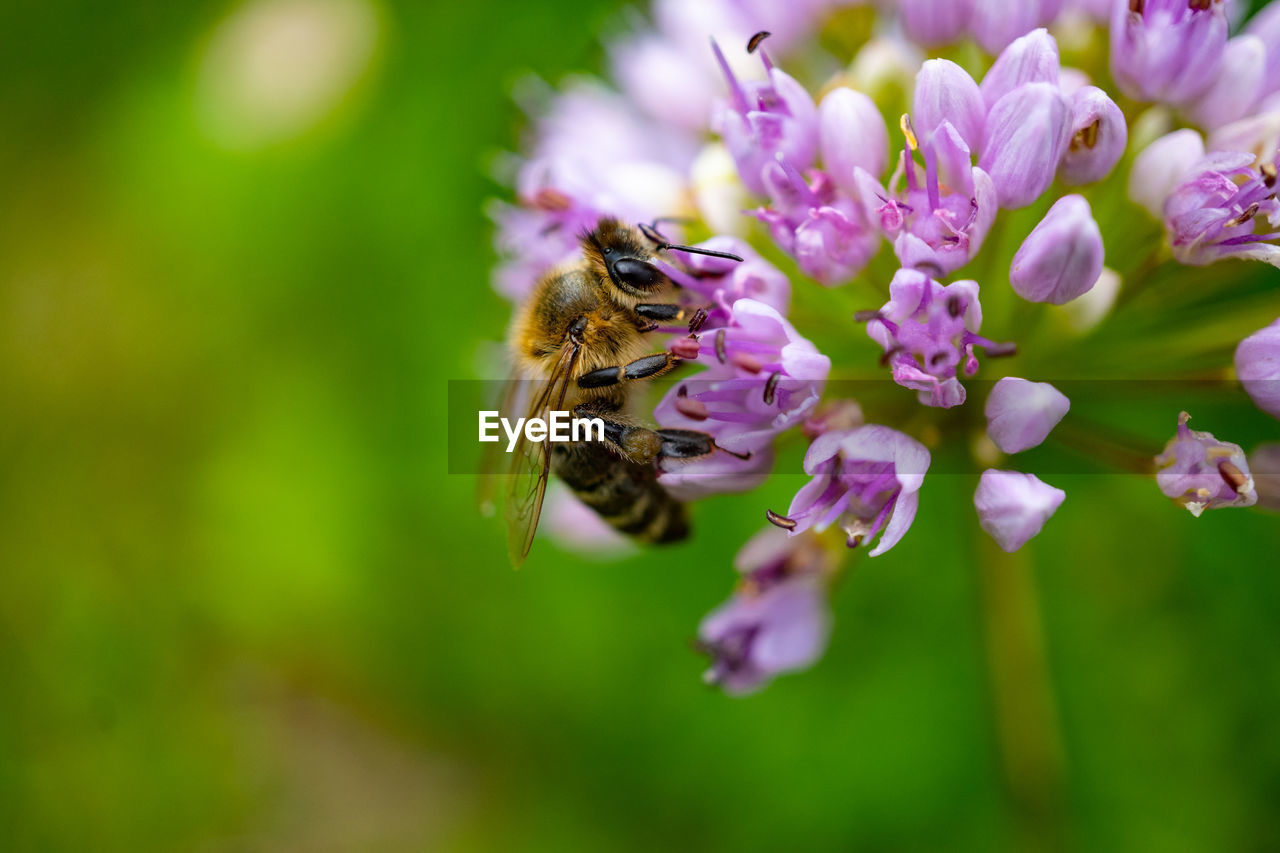 CLOSE-UP OF BEE POLLINATING ON PURPLE FLOWER