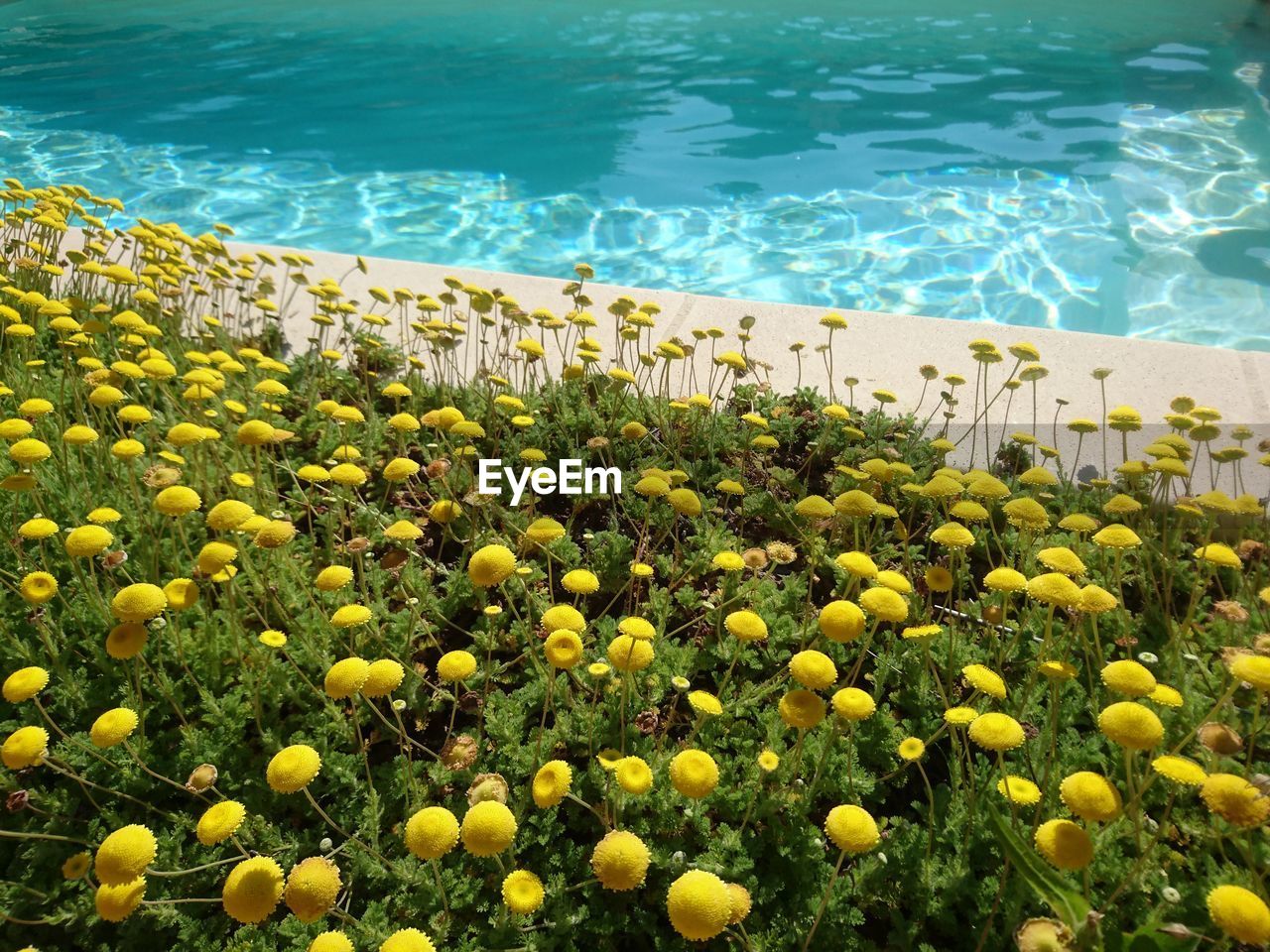 HIGH ANGLE VIEW OF YELLOW FLOWERING PLANTS AT SWIMMING POOL