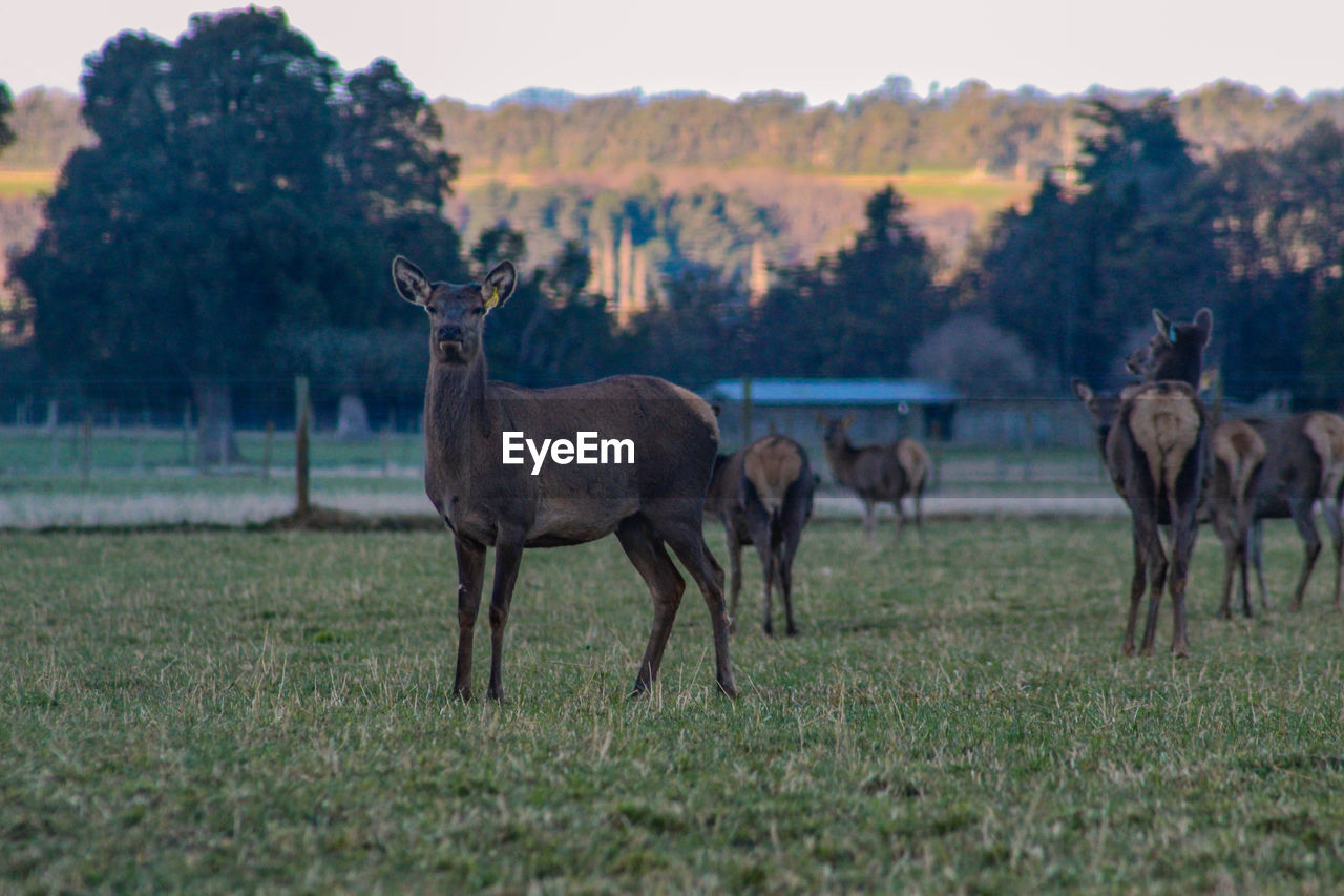 HORSES STANDING IN THE FIELD