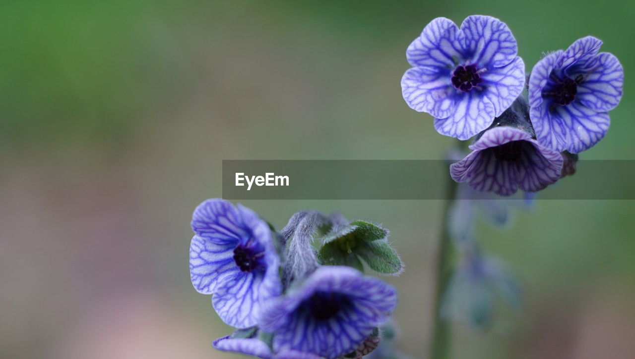 flowering plant, flower, freshness, plant, purple, beauty in nature, fragility, close-up, flower head, petal, inflorescence, nature, focus on foreground, growth, human eye, macro photography, springtime, wildflower, selective focus, blue, plant stem, outdoors, botany, blossom, day