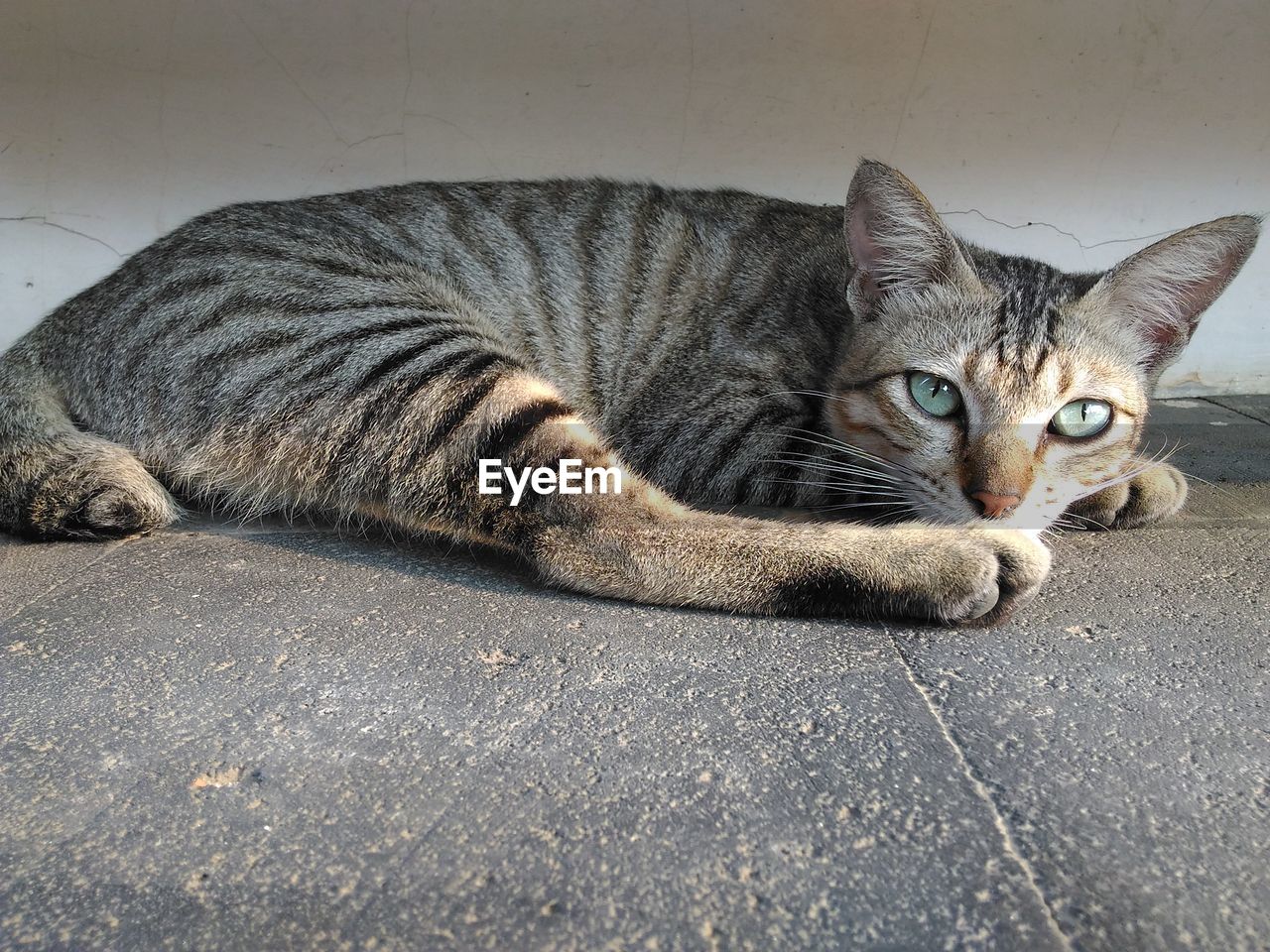 Close-up of tabby cat lying on floor