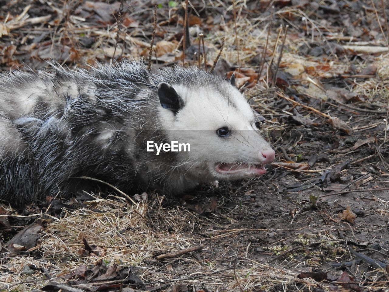 Close-up of an opossum on ground