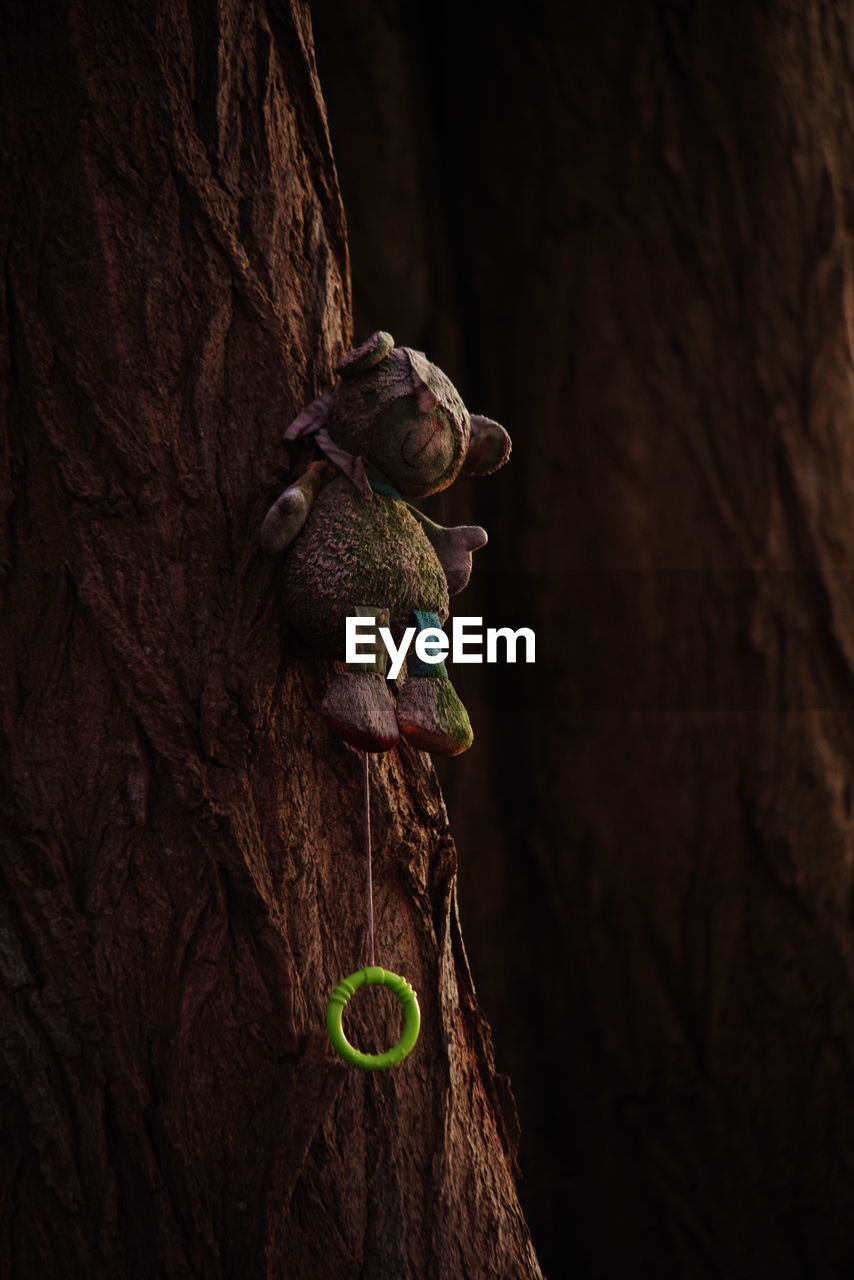 Close-up of teddy bear on tree trunk