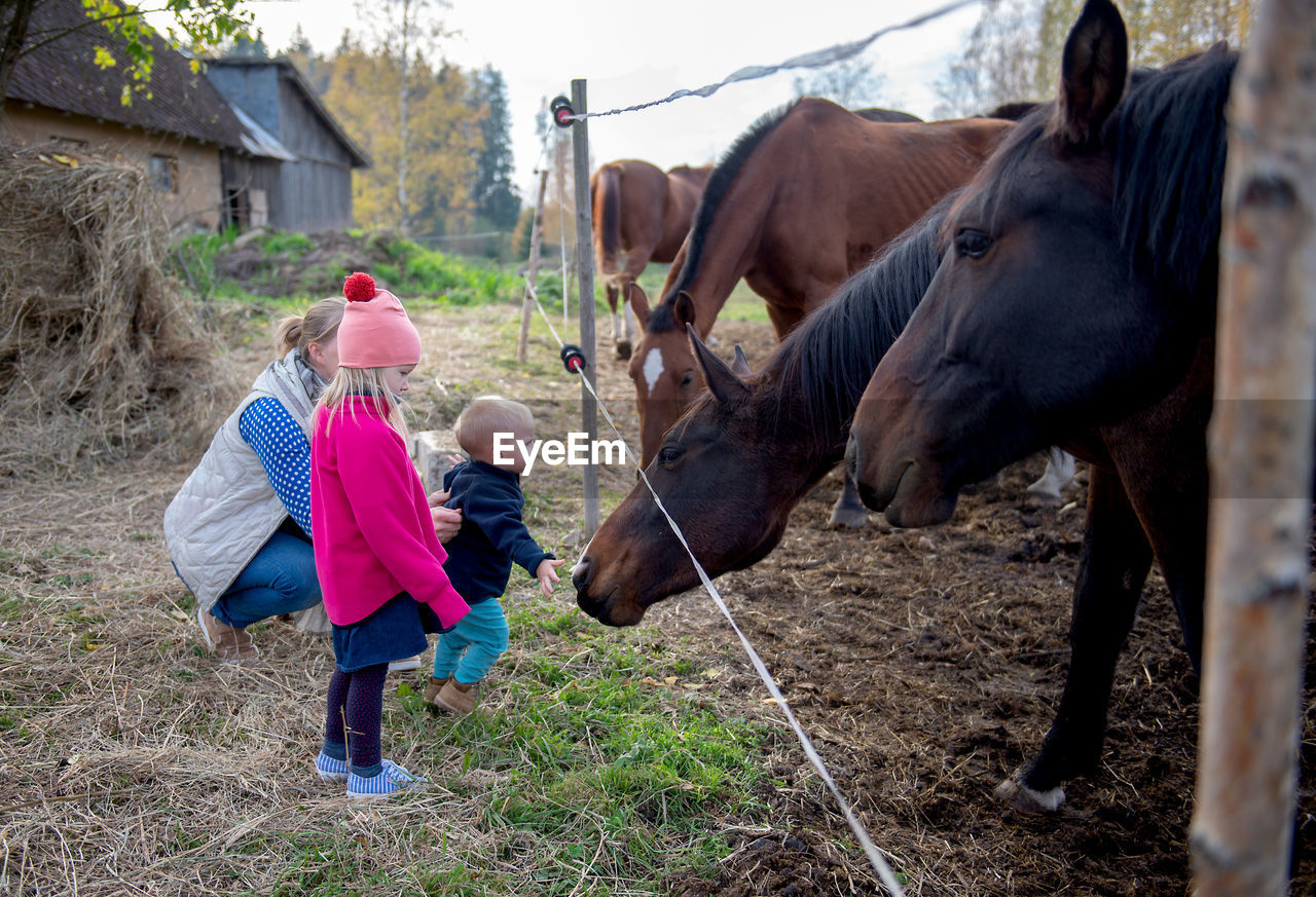 Family looking at horses in ranch