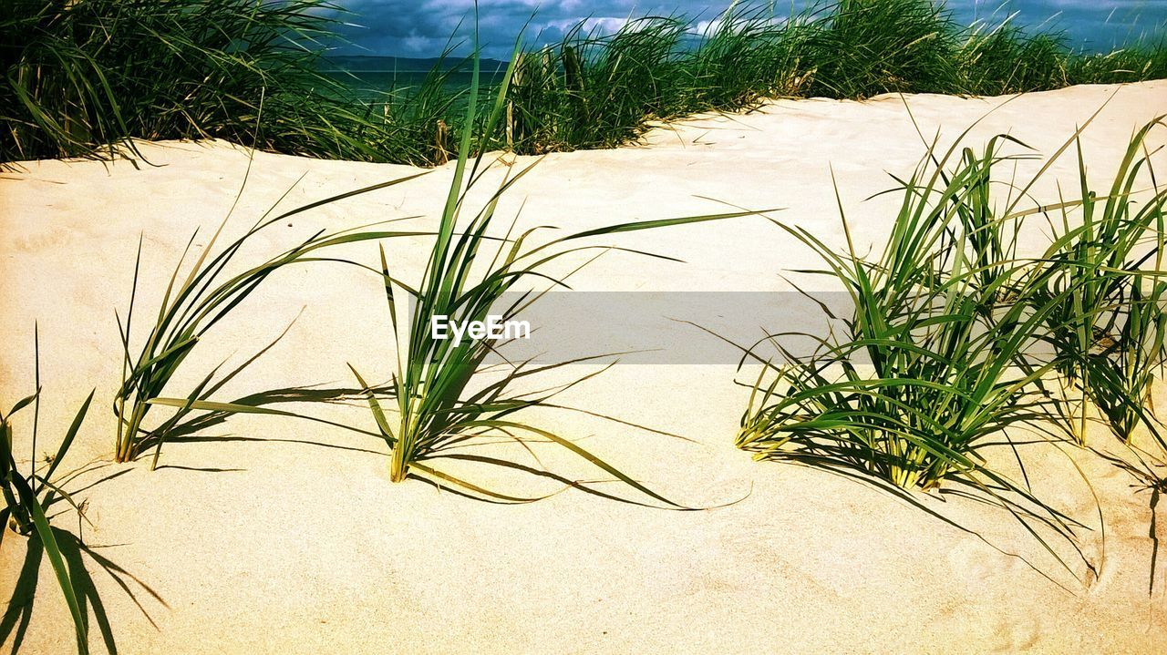 Close-up of grass growing on beach