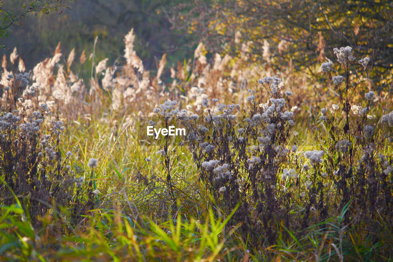 VIEW OF FLOWERING PLANTS ON FIELD