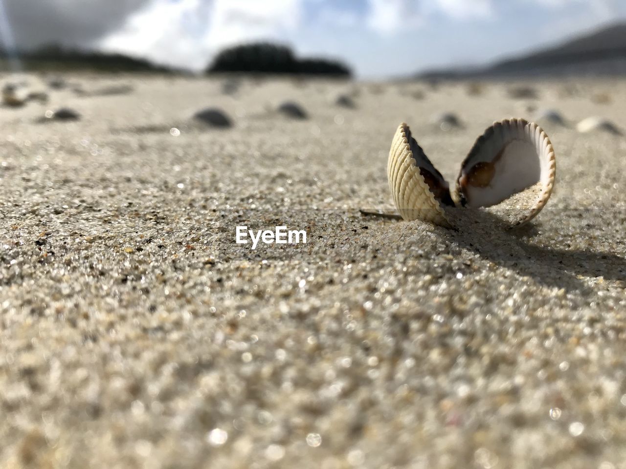 Close-up of seashell on sand