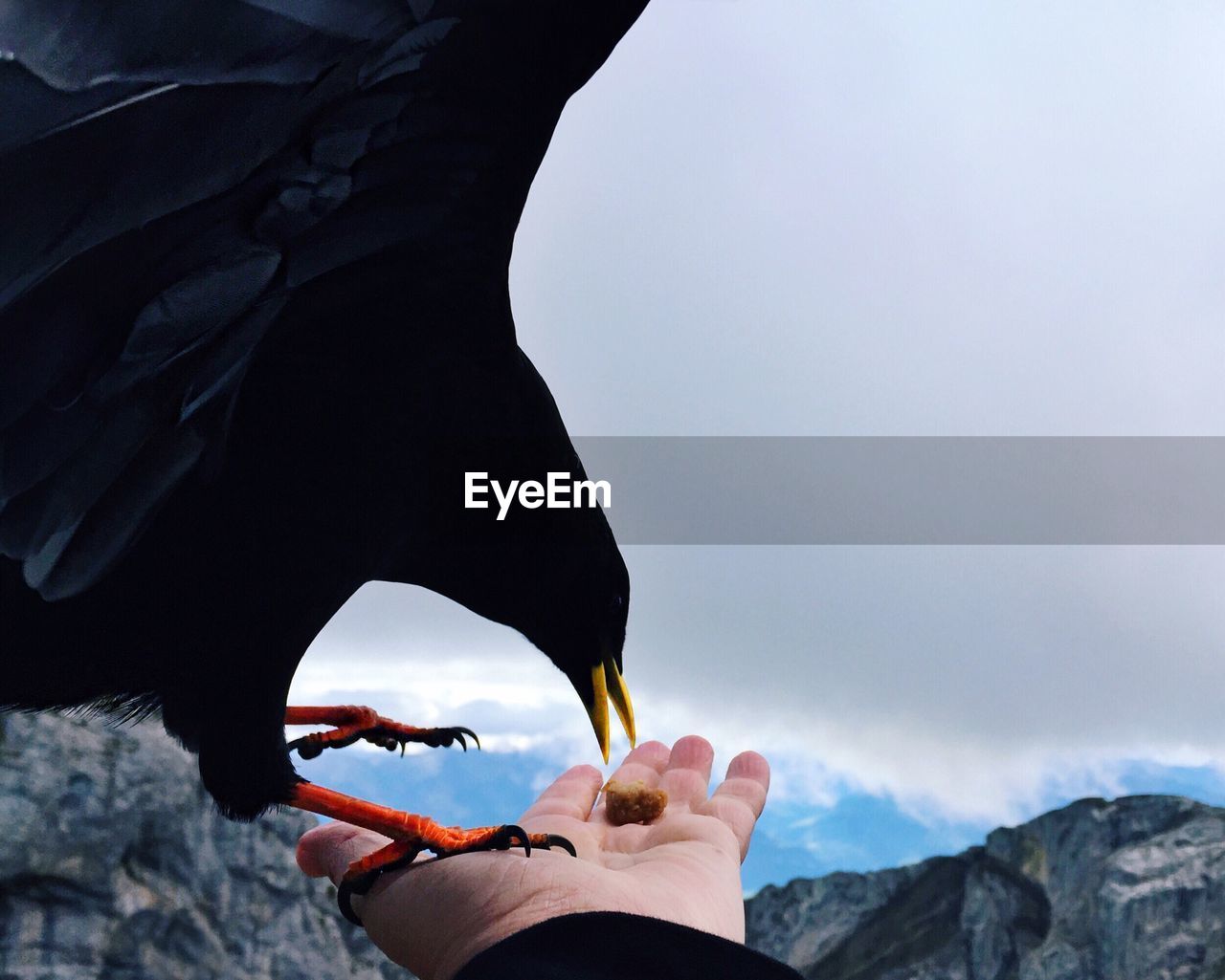 Cropped hand feeding bird on mountain