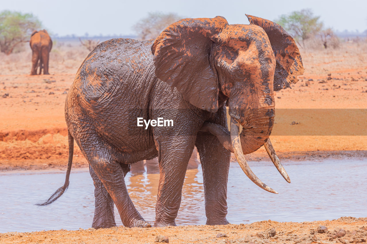 A view of an elephant in the wild drinking water at a water hole covered in mud