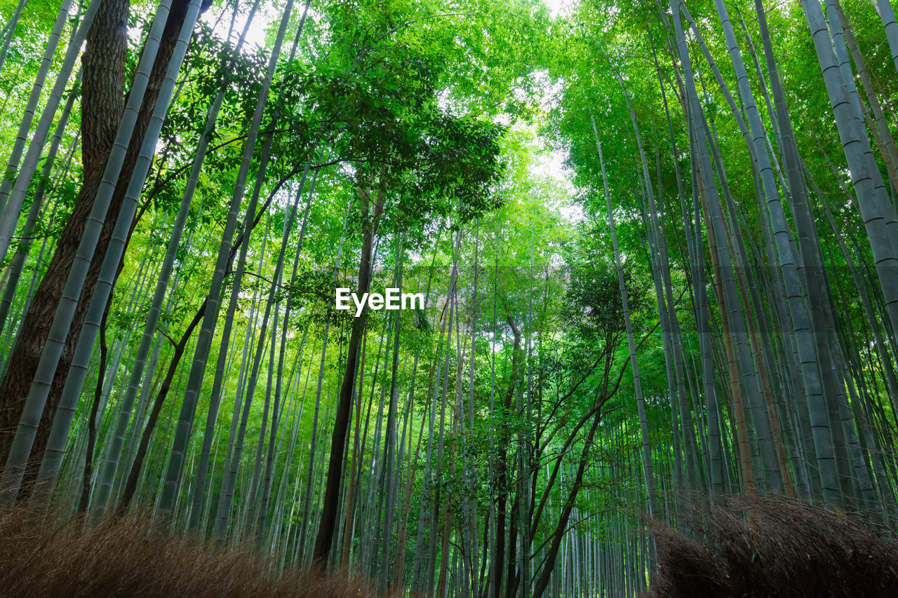 Bamboo forest at arashiyama, kyoto, japan. bamboo forest is famous in kyoto