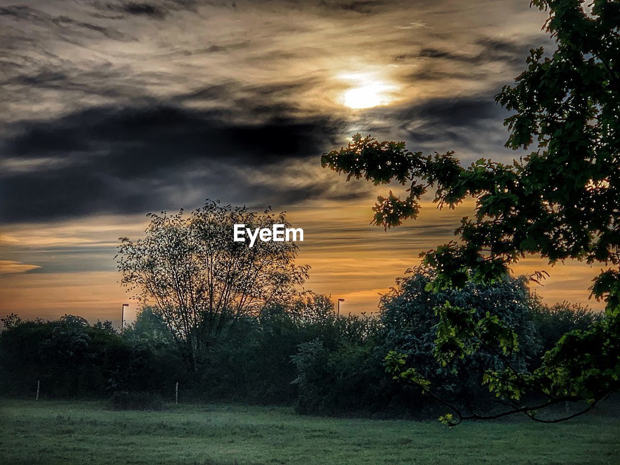 TREES GROWING ON FIELD AGAINST SKY AT SUNSET