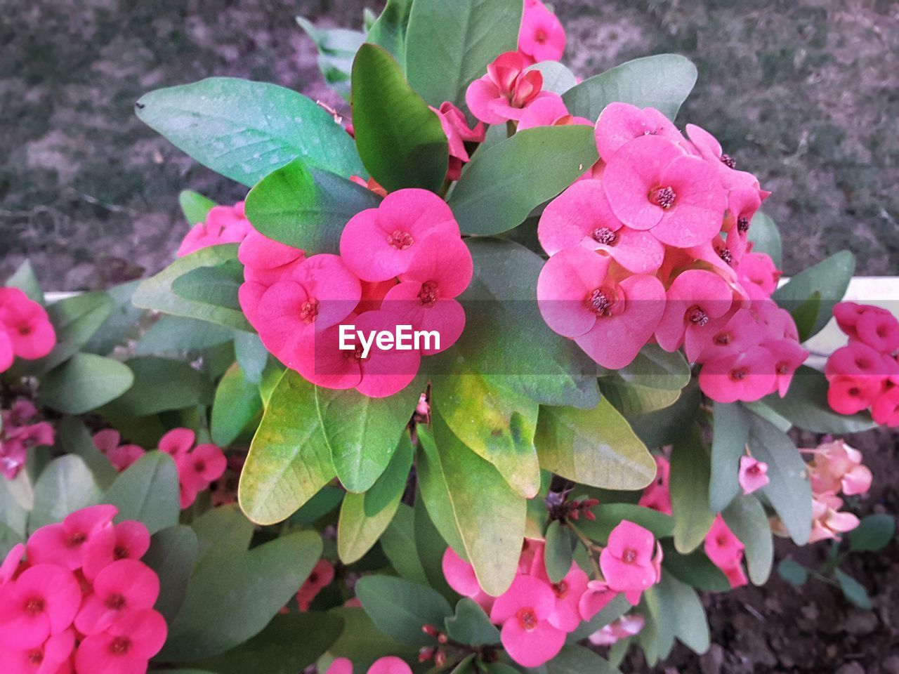 CLOSE-UP OF PINK FLOWERS BLOOMING