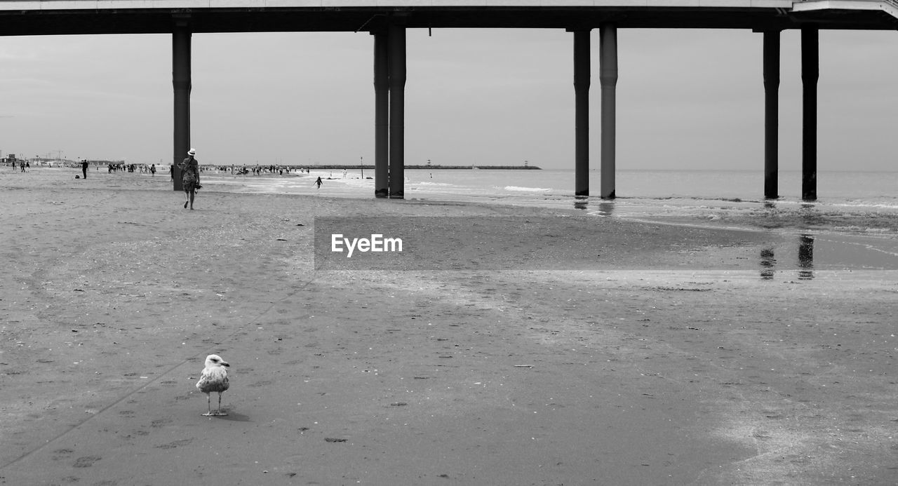 View of dog on beach