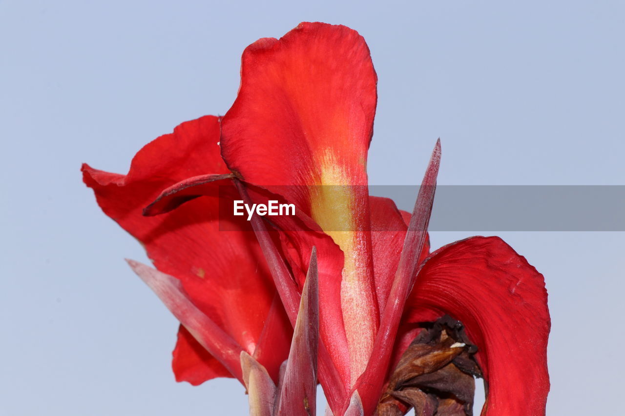 CLOSE-UP OF RED FLOWER AGAINST CLEAR SKY