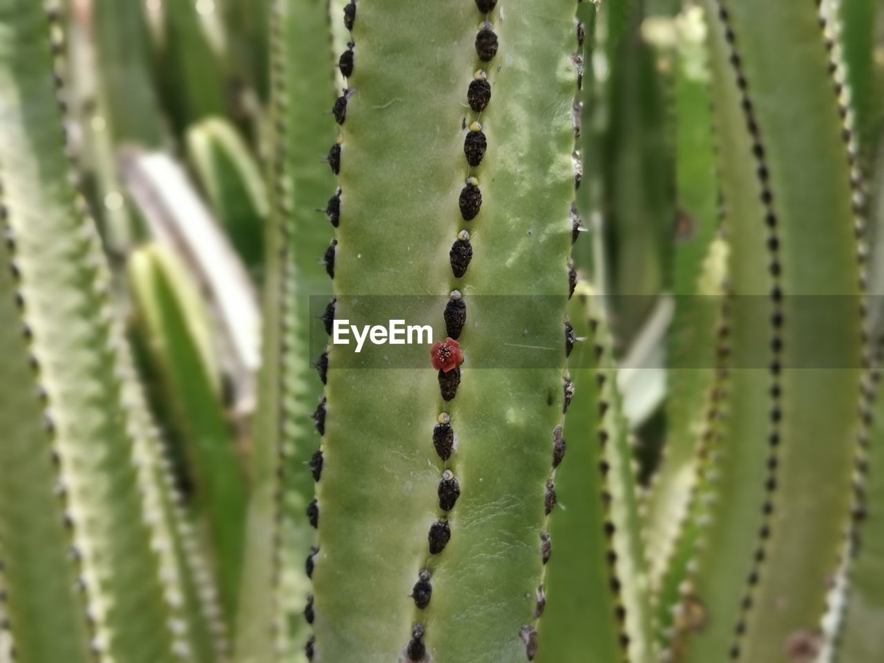 CLOSE-UP OF SUCCULENT PLANT OUTDOORS