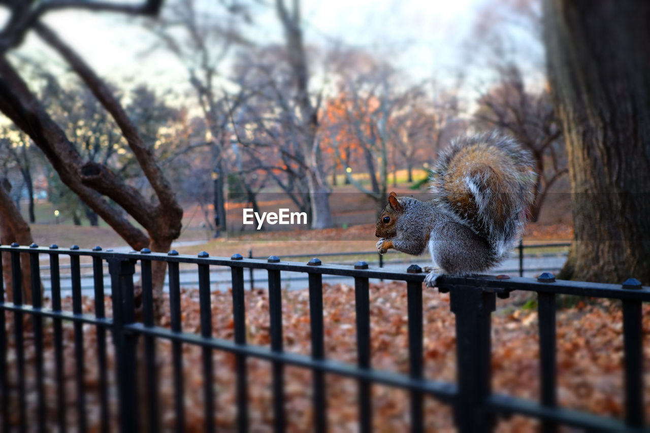 SQUIRREL ON A FENCE