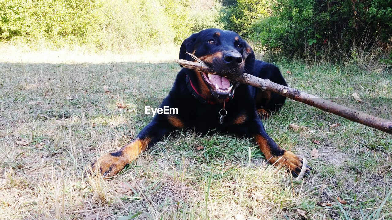 Beauceron sitting with stick in mouth