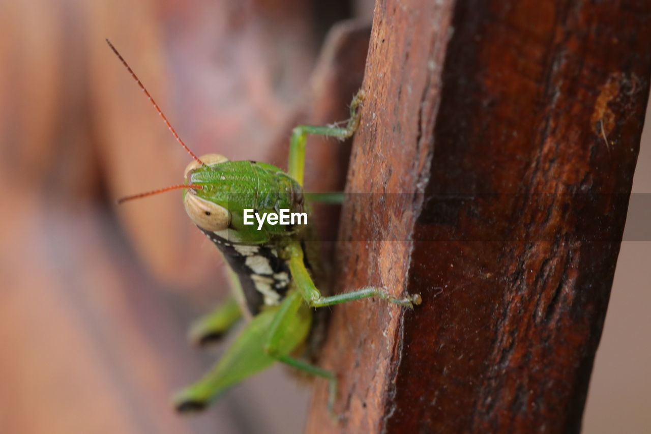 animal themes, animal, animal wildlife, one animal, green, wildlife, insect, macro photography, close-up, nature, animal body part, grasshopper, no people, focus on foreground, outdoors, plant, day, tree, plant stem, mantis