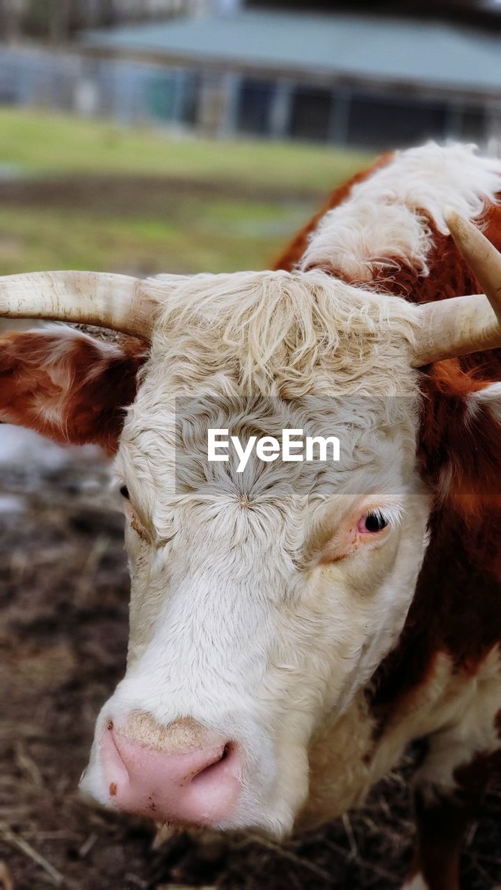 Close-up of cow in field