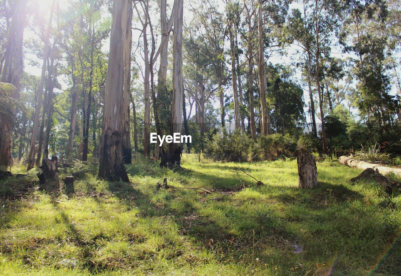 Trees in forest