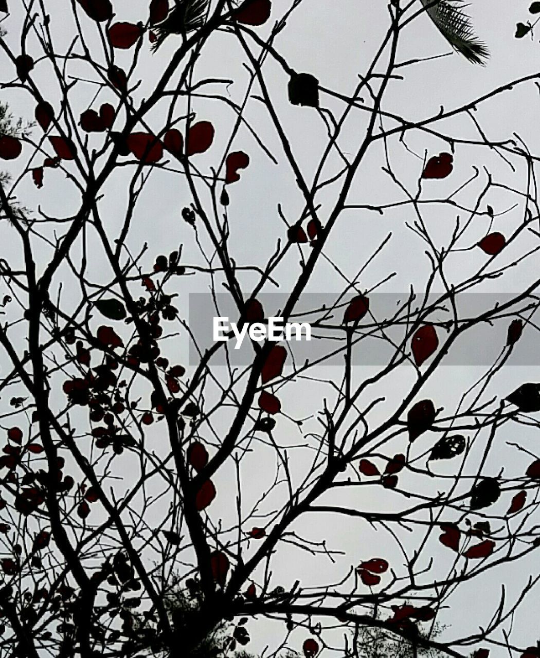 LOW ANGLE VIEW OF TREE BRANCHES AGAINST SKY