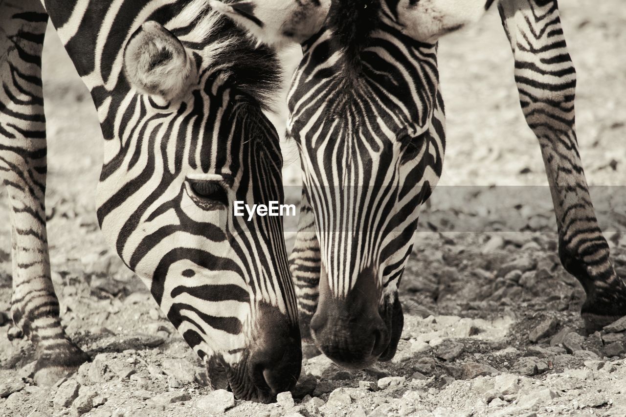 Close-up of zebras outdoors