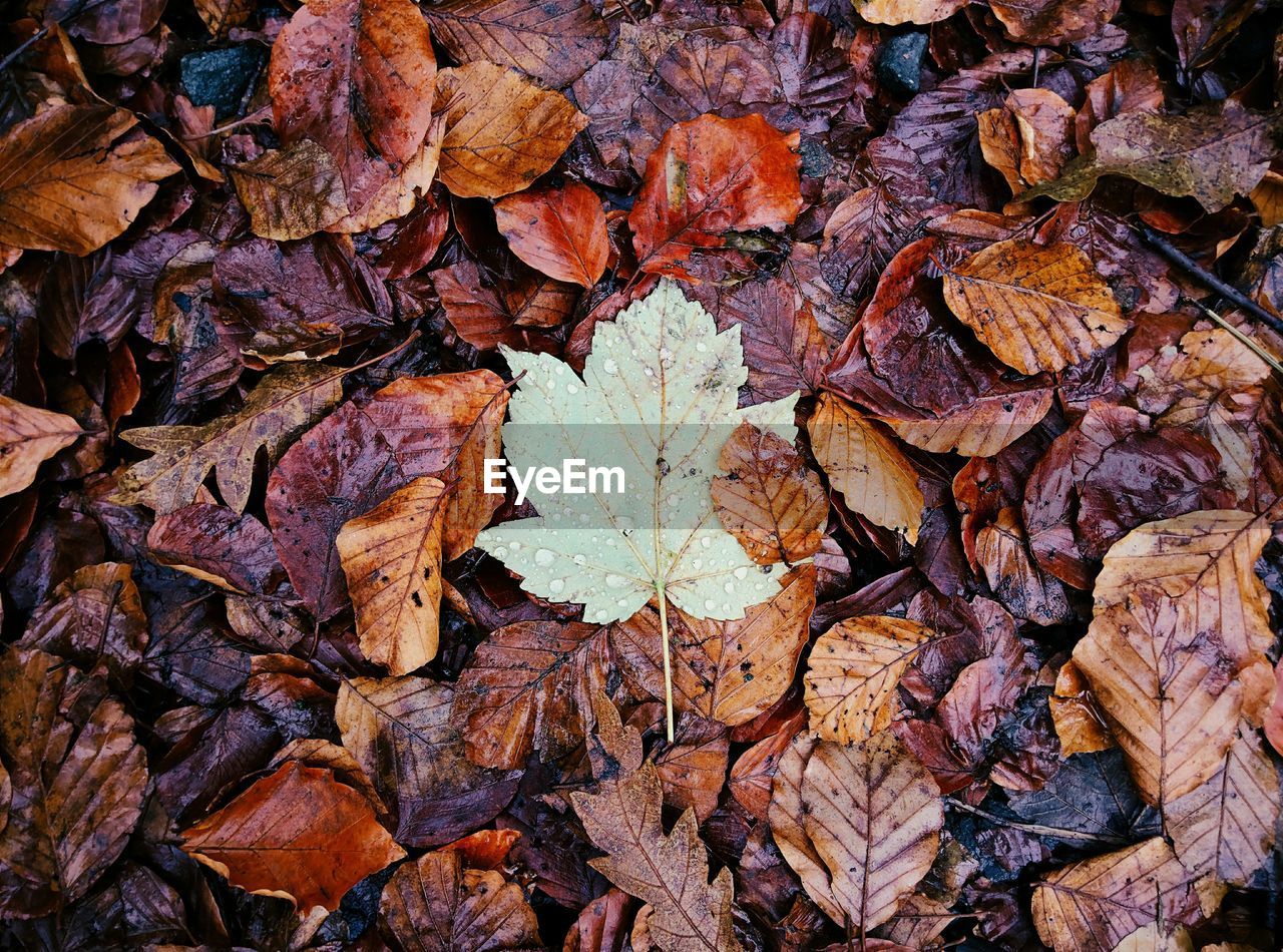 Full frame shot of wet fallen leaves