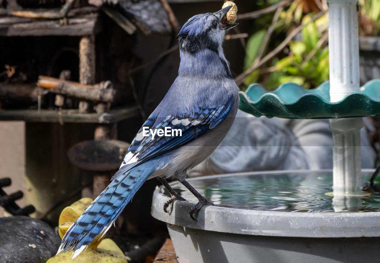 animal, animal themes, bird, animal wildlife, water, wildlife, blue jay, nature, one animal, blue, bird bath, perching, no people, focus on foreground, outdoors, food, day