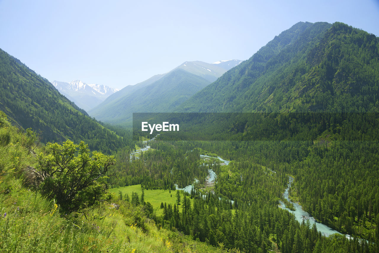 Lush mountain and dense forest