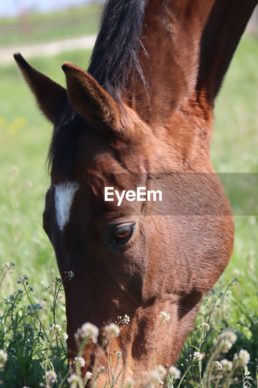 close-up of horse on field