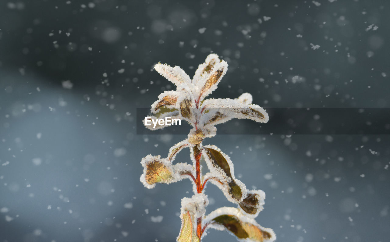 frost, snow, winter, cold temperature, nature, branch, leaf, snowflake, macro photography, tree, flower, freezing, no people, plant, close-up, twig, snowing, beauty in nature, focus on foreground, frozen, outdoors, ice, storm