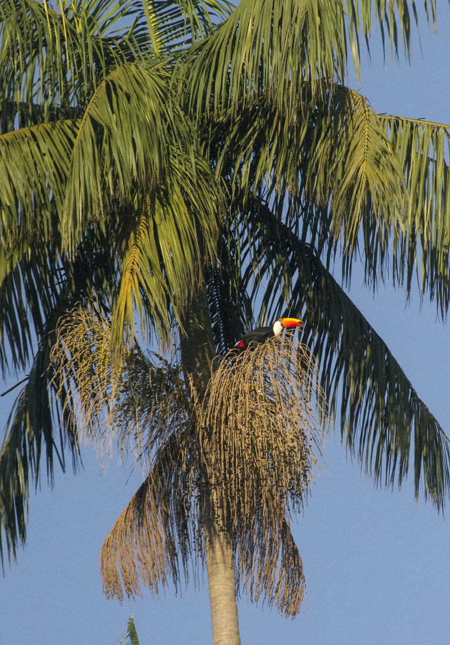 Palm trees against sky toucan bird