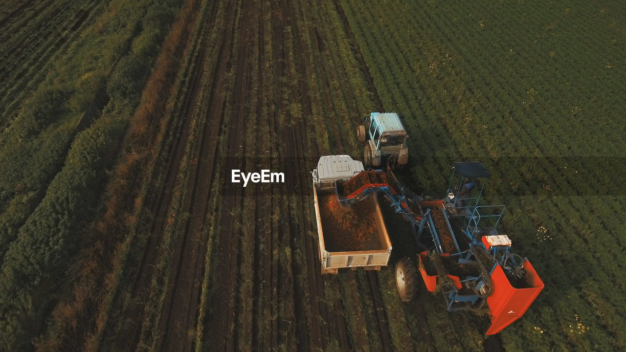 Machine harvesting carrots moves across the field and loads the carrot truck.
