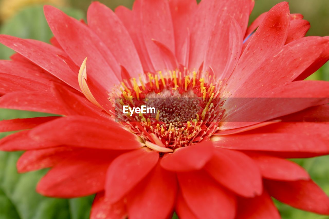 CLOSE UP OF PINK FLOWER