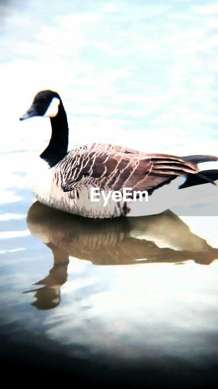 VIEW OF BIRDS IN WATER