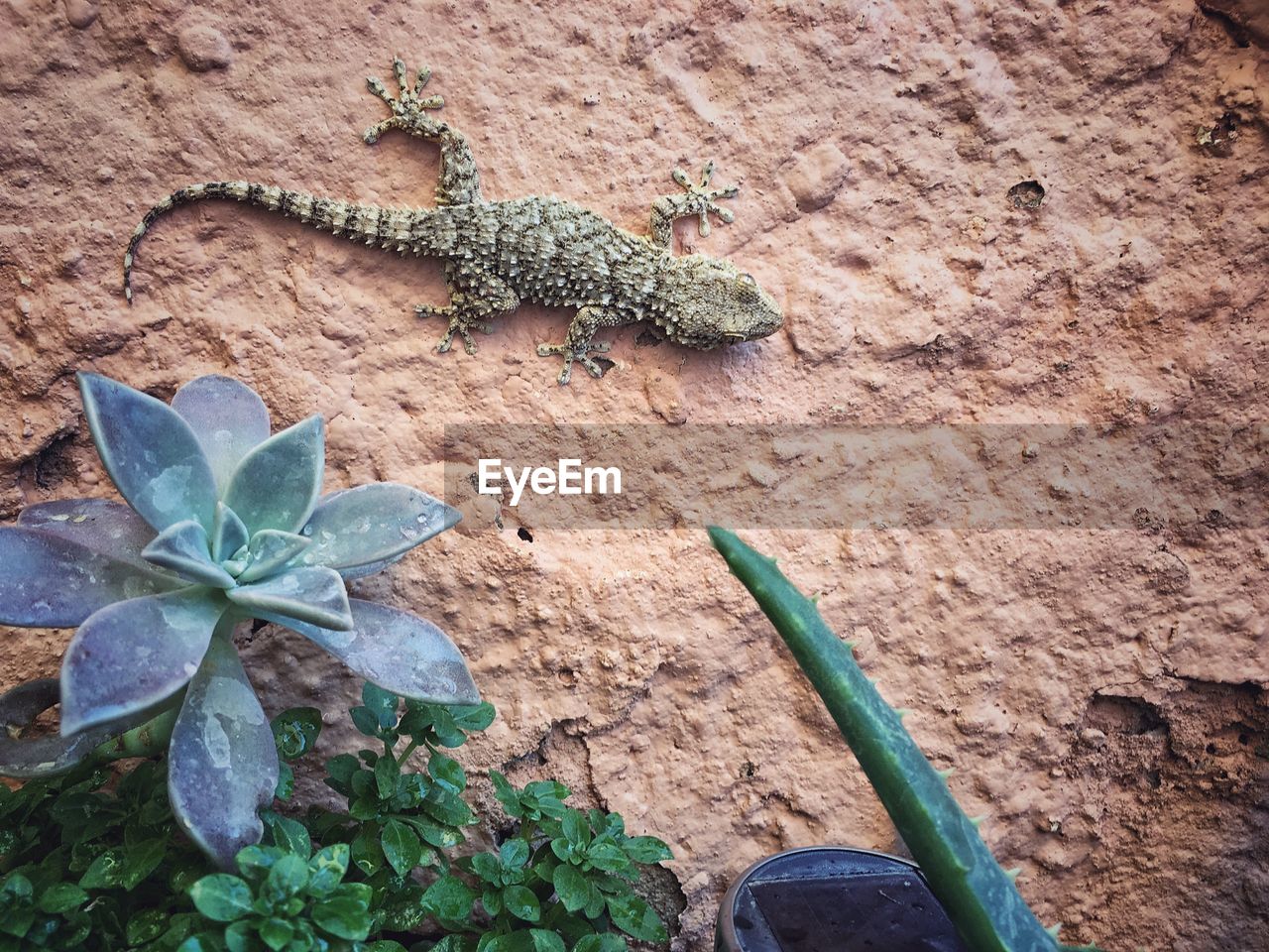 High angle view of lizard on wall